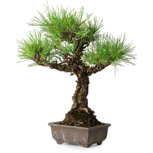 Pinus thunbergii, 28 cm, ± 30 Jahre alt