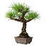 Pinus thunbergii, 28 cm, ± 30 ans