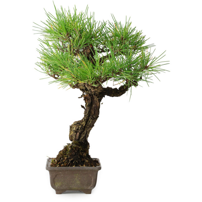 Pinus thunbergii, 28 cm, ± 30 ans