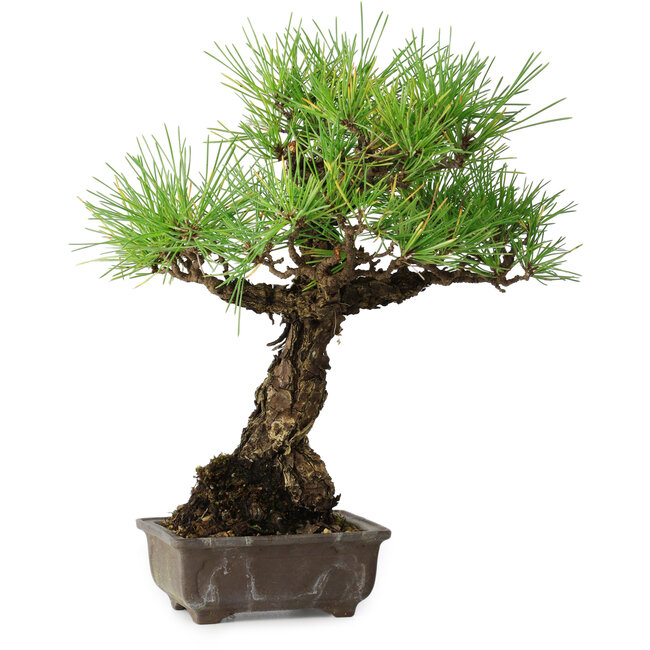 Pinus thunbergii, 28 cm, ± 30 ans