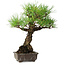 Pinus thunbergii, 28 cm, ± 30 ans