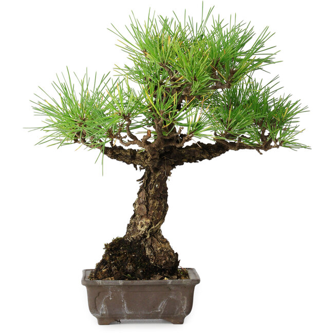 Pinus thunbergii, 28 cm, ± 30 anni