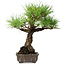 Pinus thunbergii, 28 cm, ± 30 ans