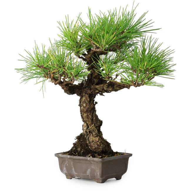 Pinus thunbergii, 28 cm, ± 30 years old