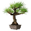 Pinus thunbergii, 28 cm, ± 30 ans