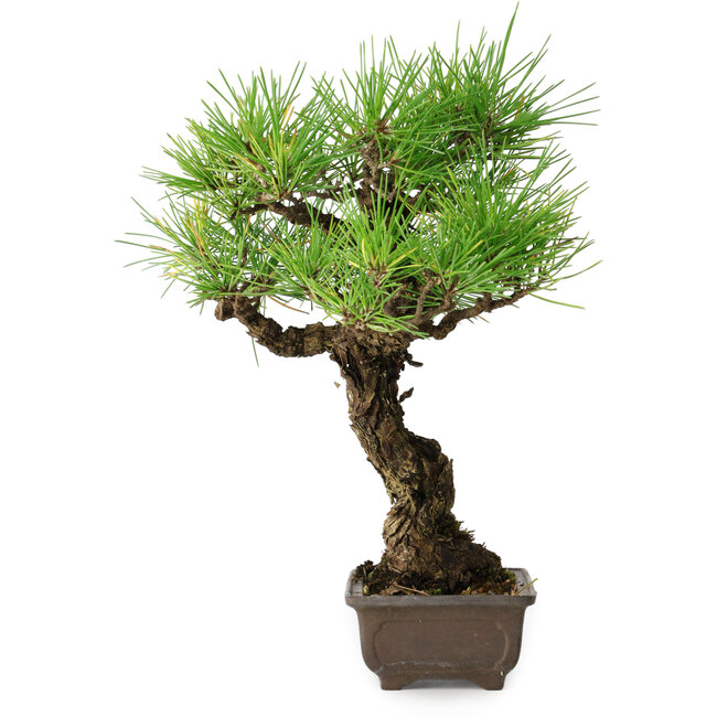 Pinus thunbergii, 28 cm, ± 30 jaar oud