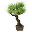 Pinus thunbergii, 28 cm, ± 30 ans