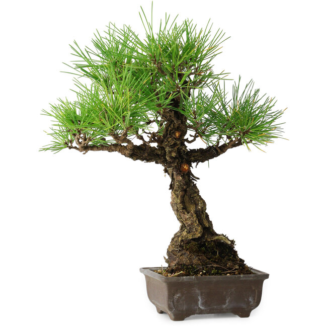 Pinus thunbergii, 28 cm, ± 30 jaar oud