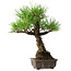 Pinus thunbergii, 28 cm, ± 30 ans