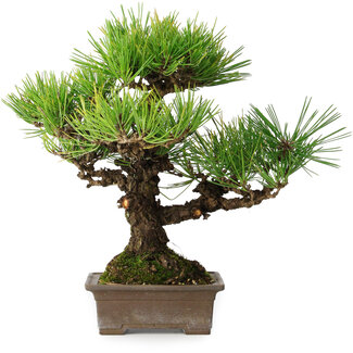 Pinus thunbergii, 30 cm, ± 30 ans