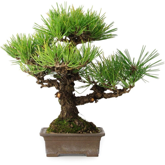 Pinus thunbergii, 30 cm, ± 30 anni
