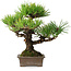 Pinus thunbergii, 30 cm, ± 30 ans