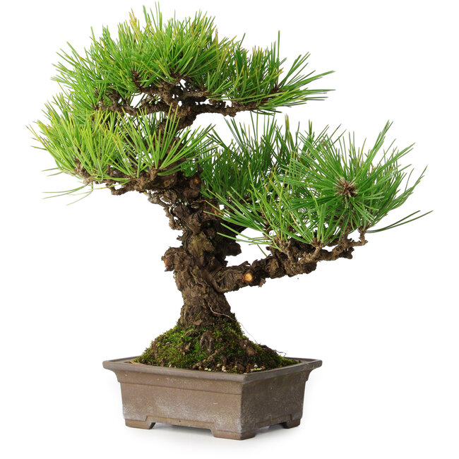 Pinus thunbergii, 30 cm, ± 30 years old