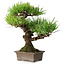 Pinus thunbergii, 30 cm, ± 30 ans