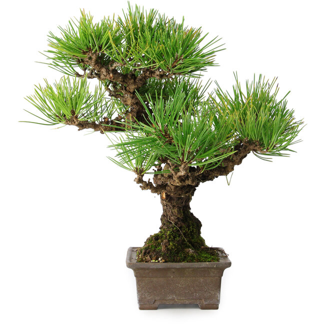 Pinus thunbergii, 30 cm, ± 30 jaar oud