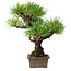 Pinus thunbergii, 30 cm, ± 30 ans