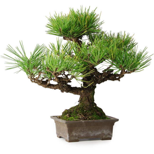 Pinus thunbergii, 30 cm, ± 30 ans