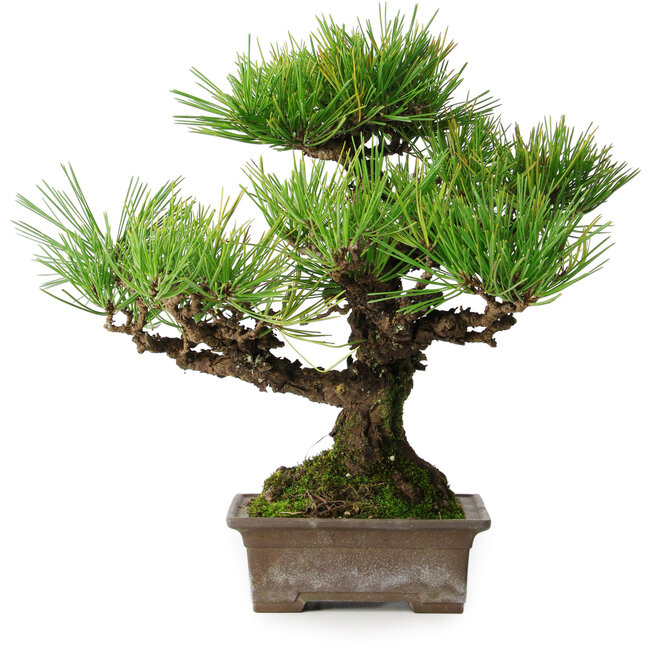 Pinus thunbergii, 30 cm, ± 30 Jahre alt