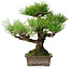 Pinus thunbergii, 30 cm, ± 30 ans