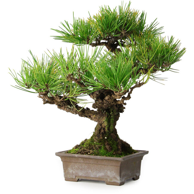 Pinus thunbergii, 30 cm, ± 30 years old
