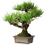 Pinus thunbergii, 30 cm, ± 30 Jahre alt
