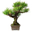 Pinus thunbergii, 30 cm, ± 30 anni