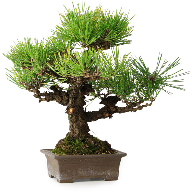 Pinus thunbergii, 30 cm, ± 30 anni
