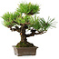 Pinus thunbergii, 30 cm, ± 30 años