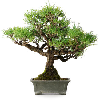 Pinus thunbergii, 30,5 cm, ± 30 ans