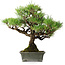 Pinus thunbergii, 30,5 cm, ± 30 ans