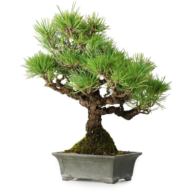 Pinus thunbergii, 30,5 cm, ± 30 ans