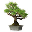 Pinus thunbergii, 30,5 cm, ± 30 ans