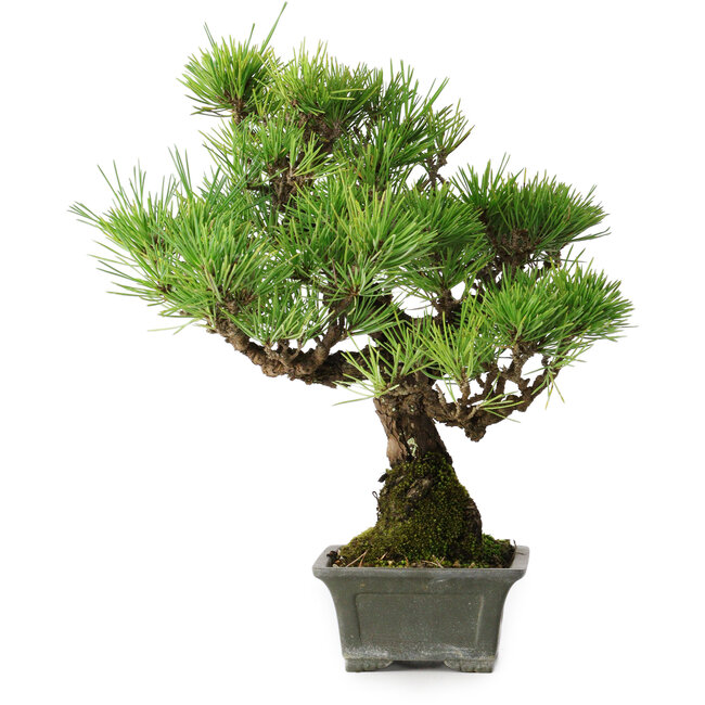 Pinus thunbergii, 30,5 cm, ± 30 ans