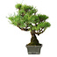 Pinus thunbergii, 30,5 cm, ± 30 ans
