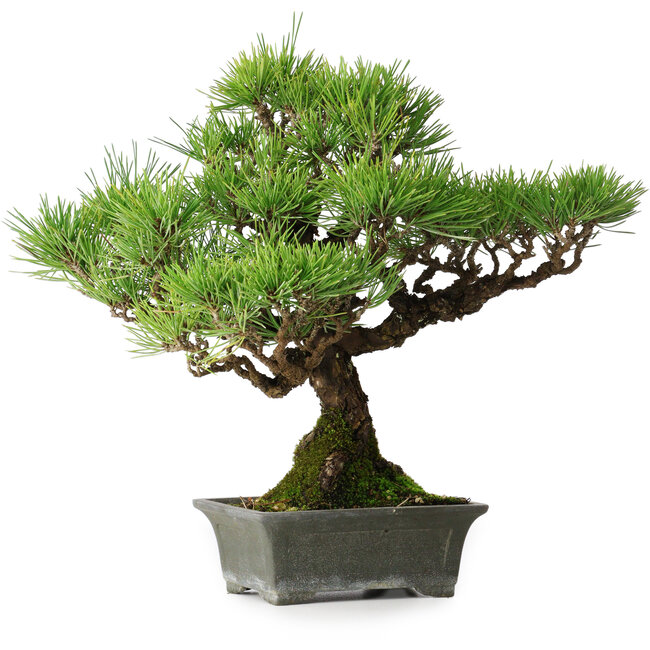 Pinus thunbergii, 30,5 cm, ± 30 anni
