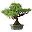 Pinus thunbergii, 30,5 cm, ± 30 ans