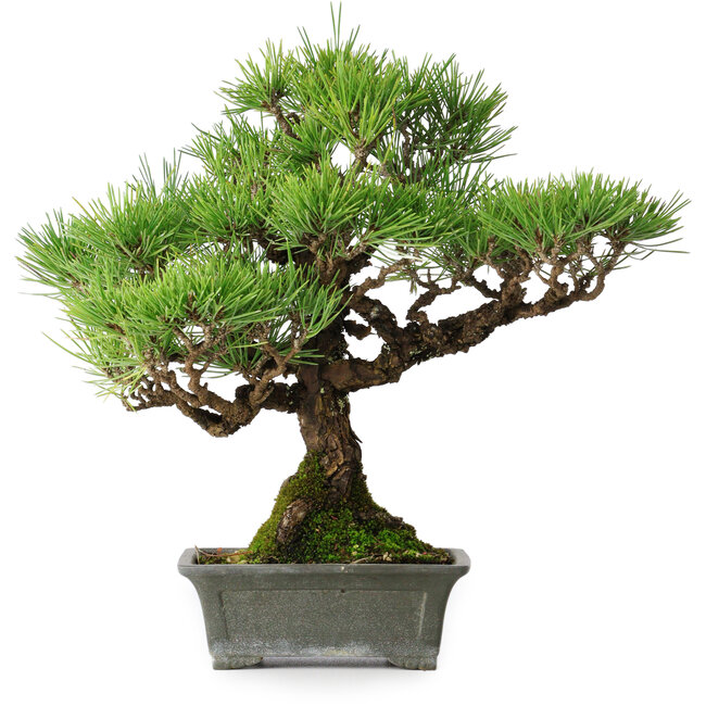 Pinus thunbergii, 30,5 cm, ± 30 ans