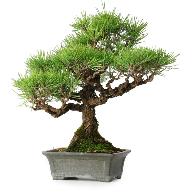Pinus thunbergii, 30,5 cm, ± 30 Jahre alt