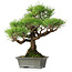 Pinus thunbergii, 30,5 cm, ± 30 ans