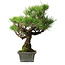 Pinus thunbergii, 30,5 cm, ± 30 ans