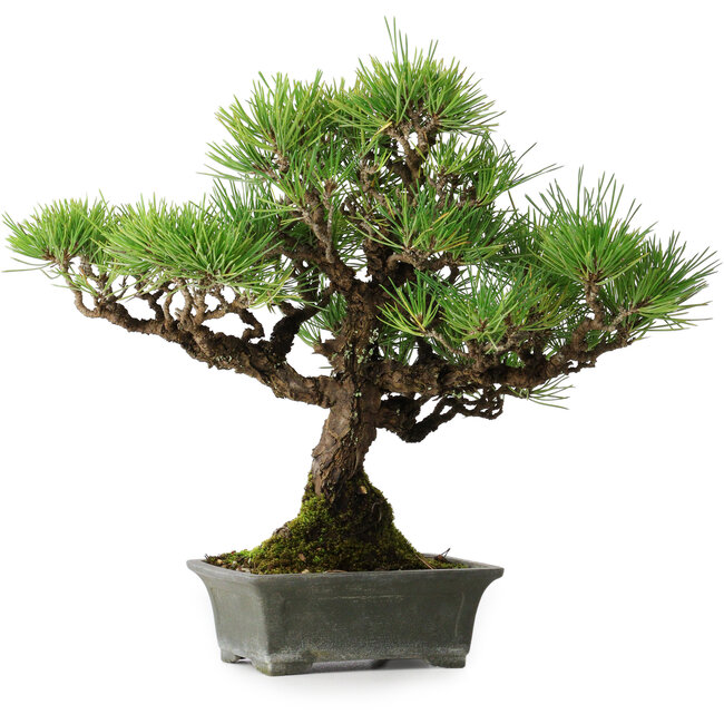 Pinus thunbergii, 30,5 cm, ± 30 jaar oud