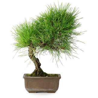 Pinus thunbergii, 29 cm, ± 25 jaar oud