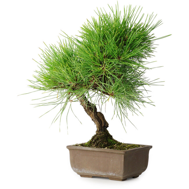 Pinus thunbergii, 29 cm, ± 25 ans