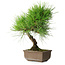 Pinus thunbergii, 29 cm, ± 25 jaar oud