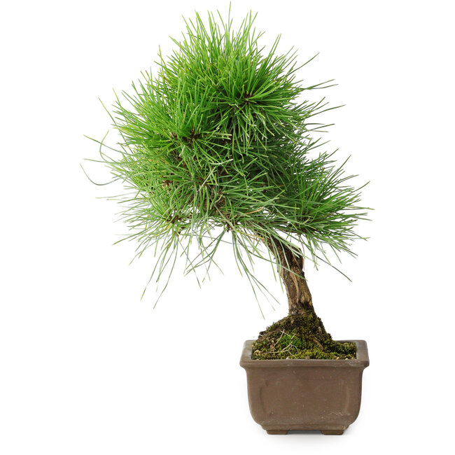 Pinus thunbergii, 29 cm, ± 25 ans