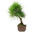 Pinus thunbergii, 29 cm, ± 25 jaar oud