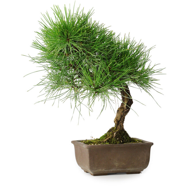 Pinus thunbergii, 29 cm, ± 25 anni