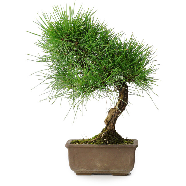 Pinus thunbergii, 29 cm, ± 25 jaar oud