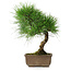 Pinus thunbergii, 29 cm, ± 25 jaar oud