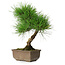 Pinus thunbergii, 29 cm, ± 25 jaar oud